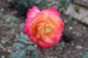  电竞纪录片火热播出，幕后故事感动万千观众  